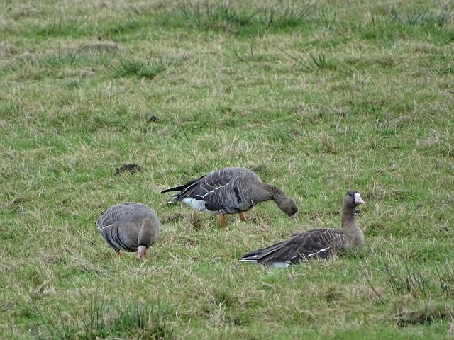全运会或成 全运会或成